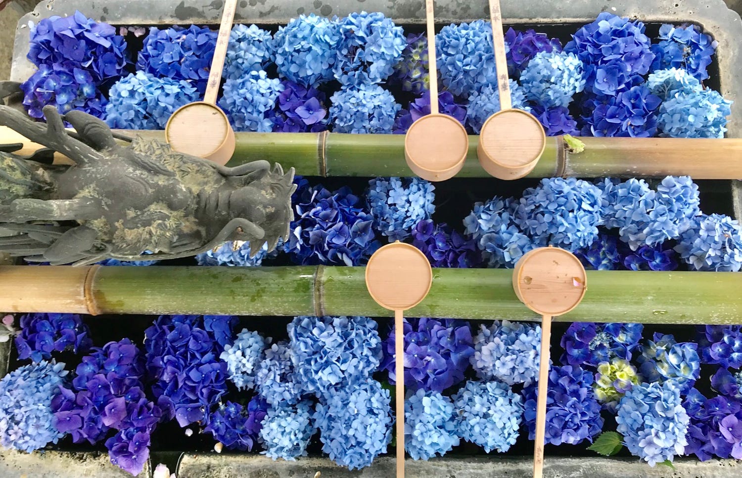 SNS映え“花手水”で話題の京都・楊谷寺で「あじさいウィーク」5,000株の花を愛でる1ヶ月