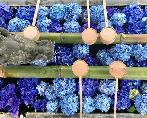 SNS映え“花手水”で話題の京都・楊谷寺で「あじさいウィーク」5,000株の花を愛でる1ヶ月