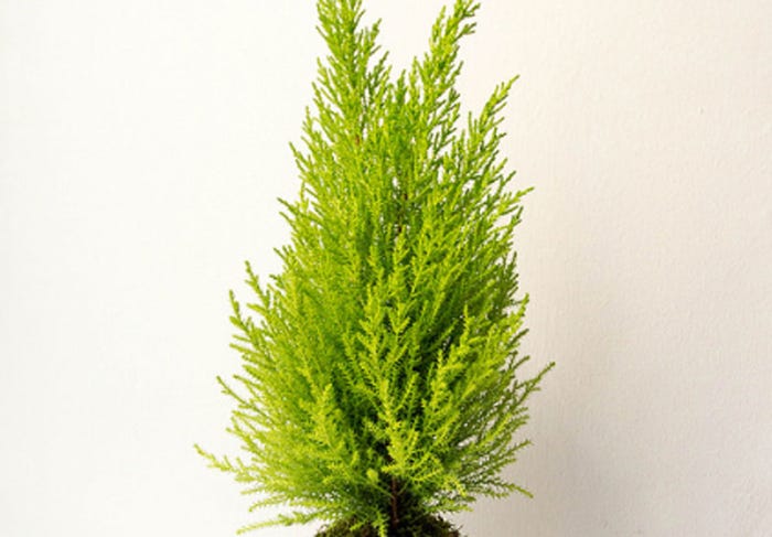 屋外に置くのもおすすめ/Cypressus macrocarpa, Goldcrest by Gergely Hideg