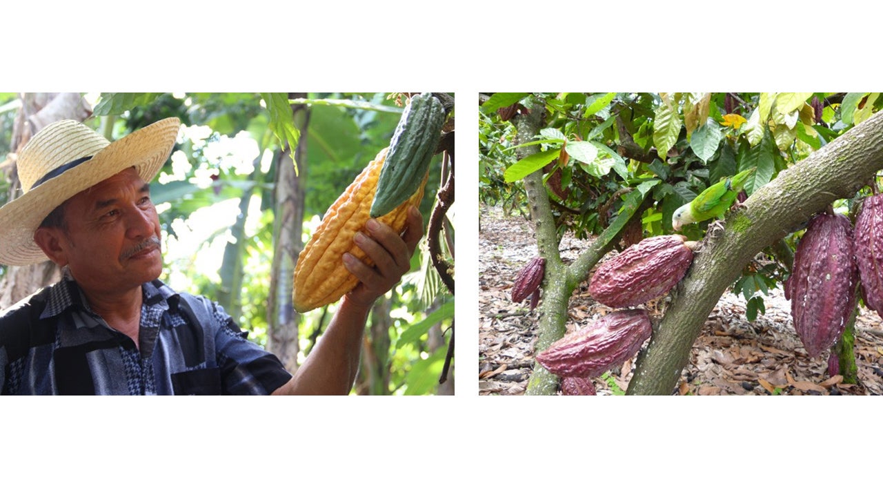 カカオフルーツ（提供写真）