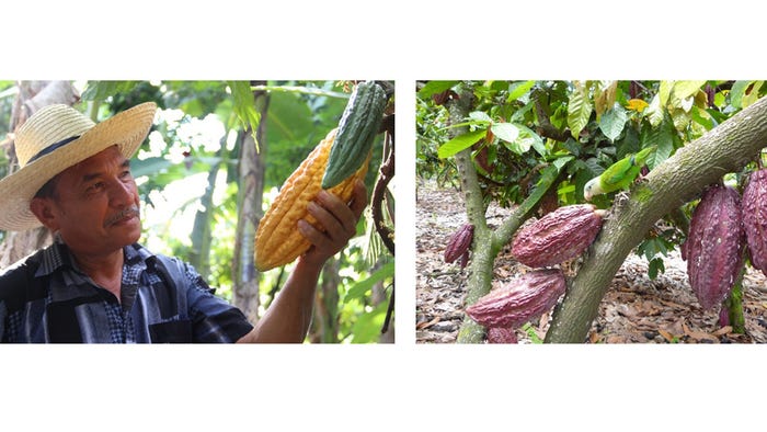 カカオフルーツ(提供写真)