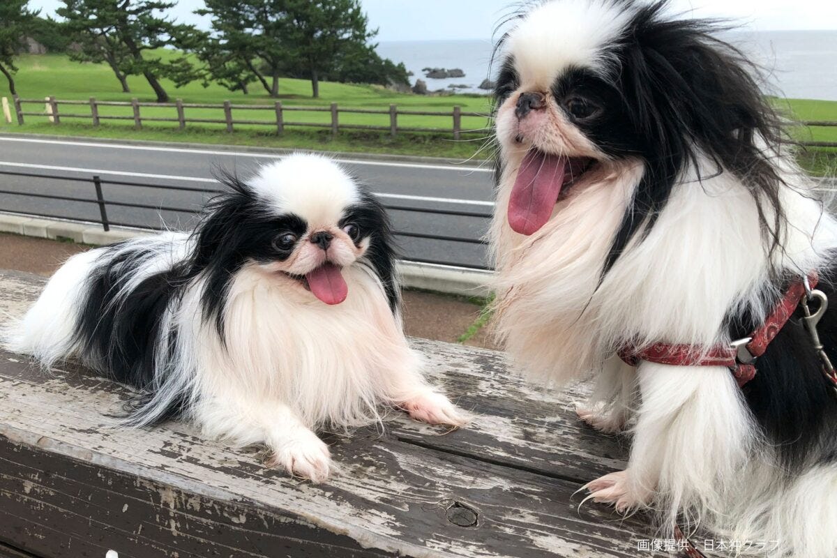 狆