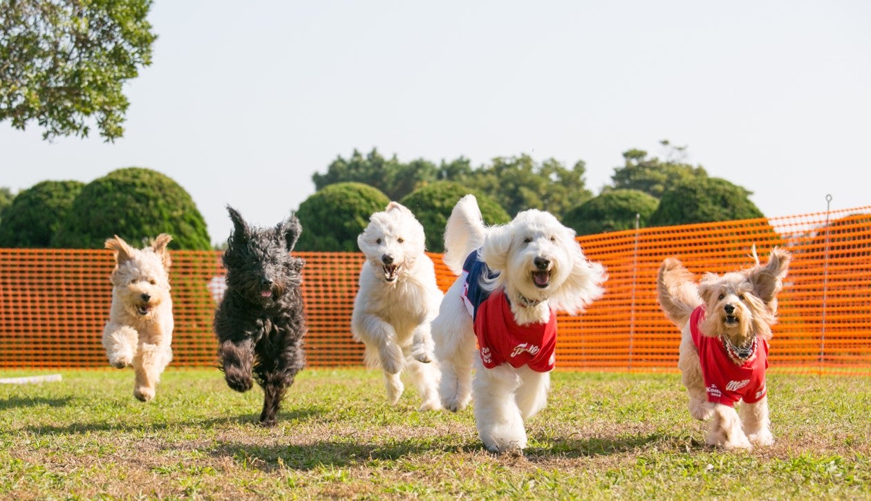 横浜赤レンガ倉庫で愛犬家向けイベント「赤レンガでわんさんぽ」マーケットにドッグラン、初のレース企画も