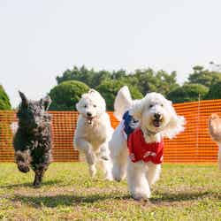 赤レンガでわんさんぽ/提供画像