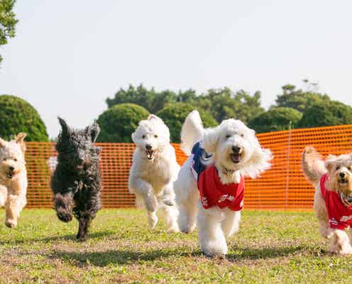 横浜赤レンガ倉庫で愛犬家向けイベント「赤レンガでわんさんぽ」マーケットにドッグラン、初のレース企画も