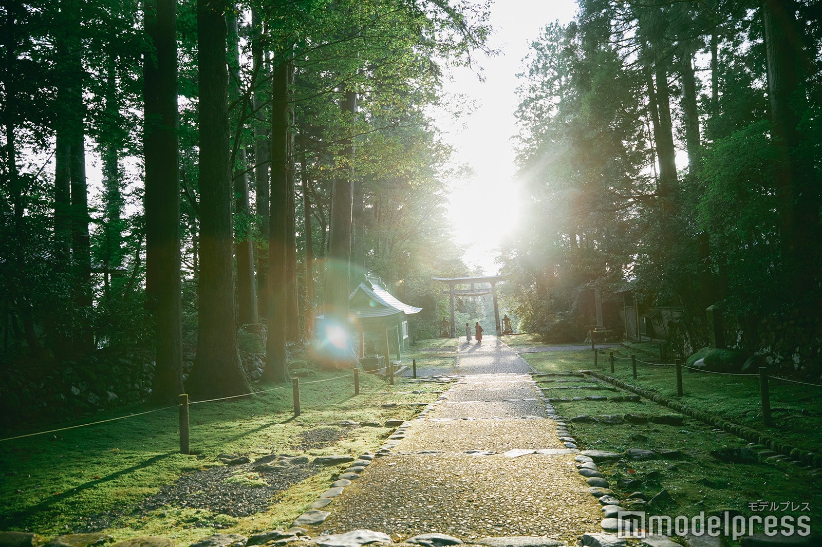 神秘的な雰囲気に吸い込まれそうになる平泉寺の参道。 （C）モデルプレス