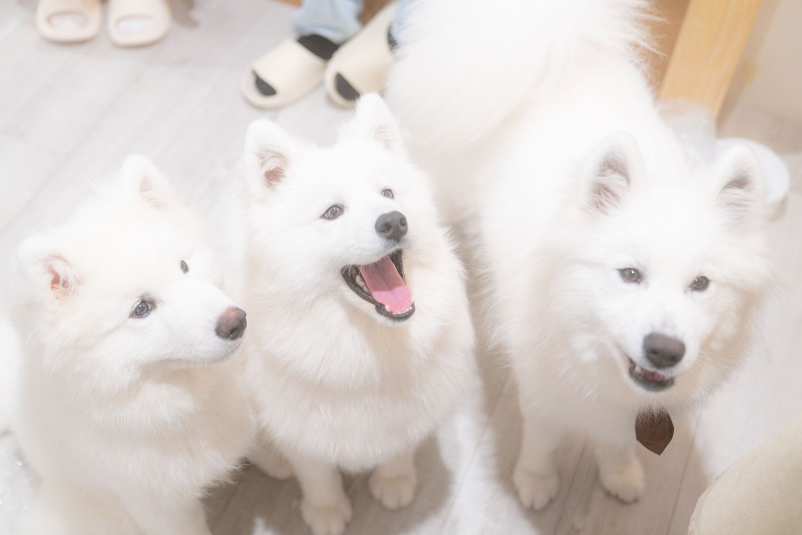 Samoyed Lounge moffu／提供画像