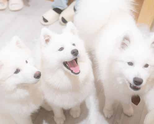 原宿で話題の“サモエドカフェ”で憧れの大型犬にモフる幸せを体験!<サモエドラウンジ モフ>