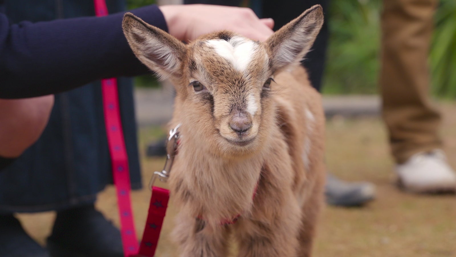 さとちゃん／Netflixリアリティシリーズ「あいの里 シーズン2」世界独占配信中