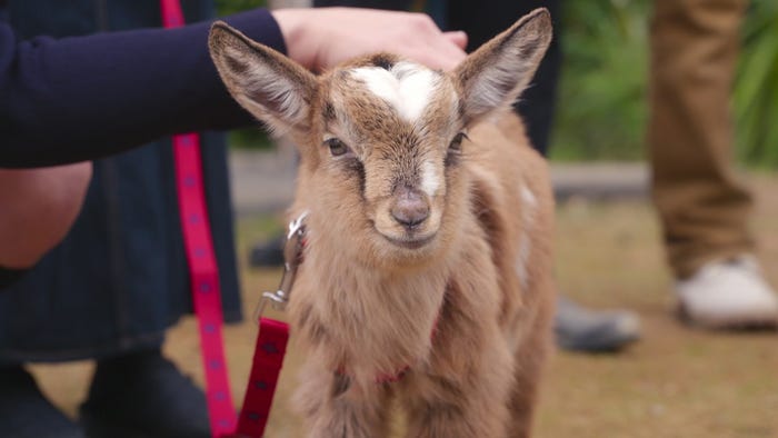 さとちゃん/Netflixリアリティシリーズ「あいの里 シーズン2」世界独占配信中