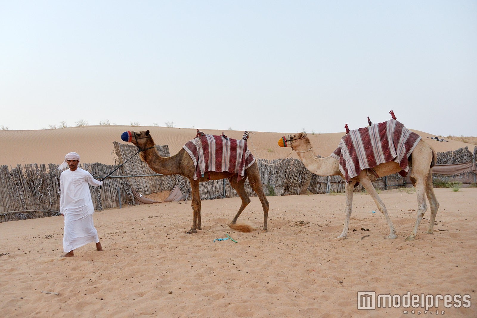 ラクダも！（C）モデルプレス