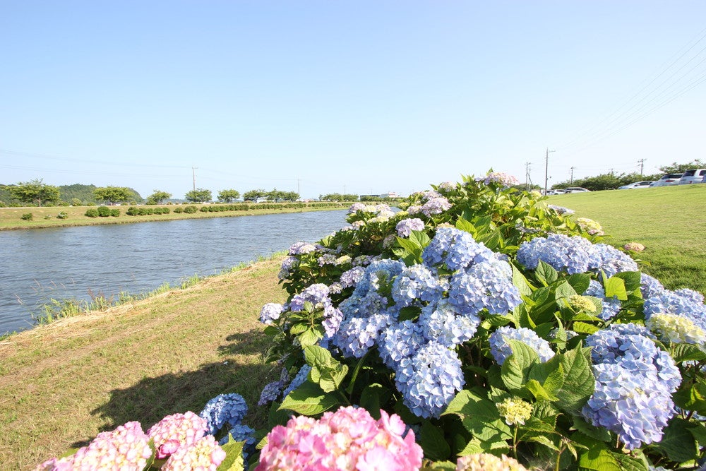 あじさい遊歩道（提供画像）