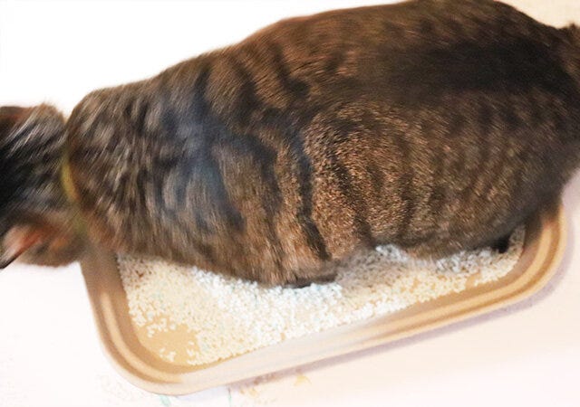 ダイソー　紙製猫砂トレー　使用例　猫