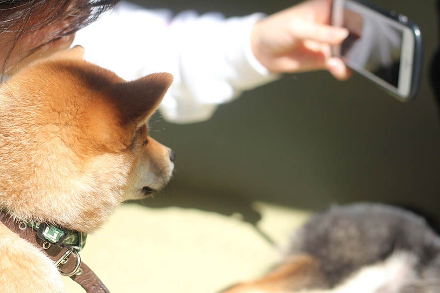 原宿乃豆柴カフェ豆柴