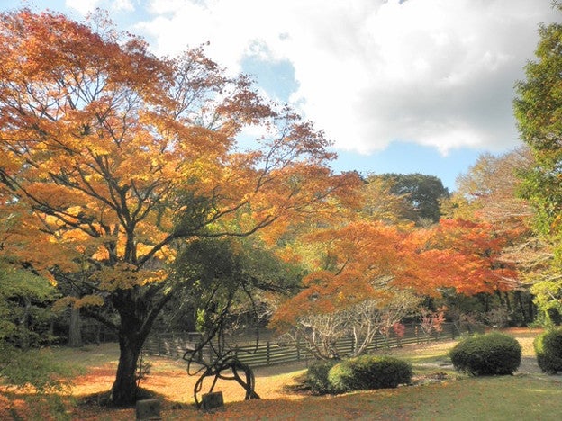 庭園の紅葉／画像提供：小田急エージェンシー