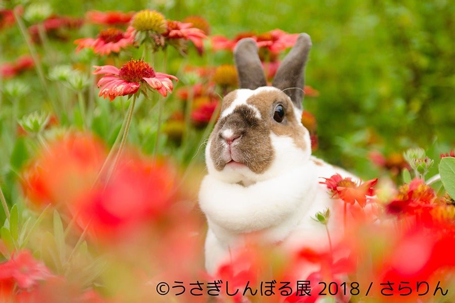 うさぎしんぼる展 2018