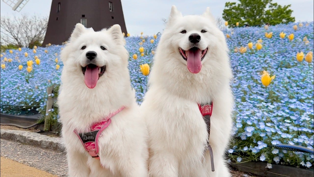 犬系YouTuberから視聴者にとあるお知らせ