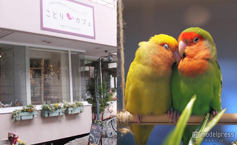 話題の「ことりカフェ」に 「可愛い」「癒される」の声 東京の新たな癒やしスポットに