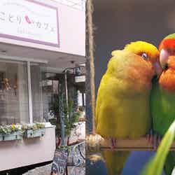 「ことりカフェ表参道」【モデルプレス】