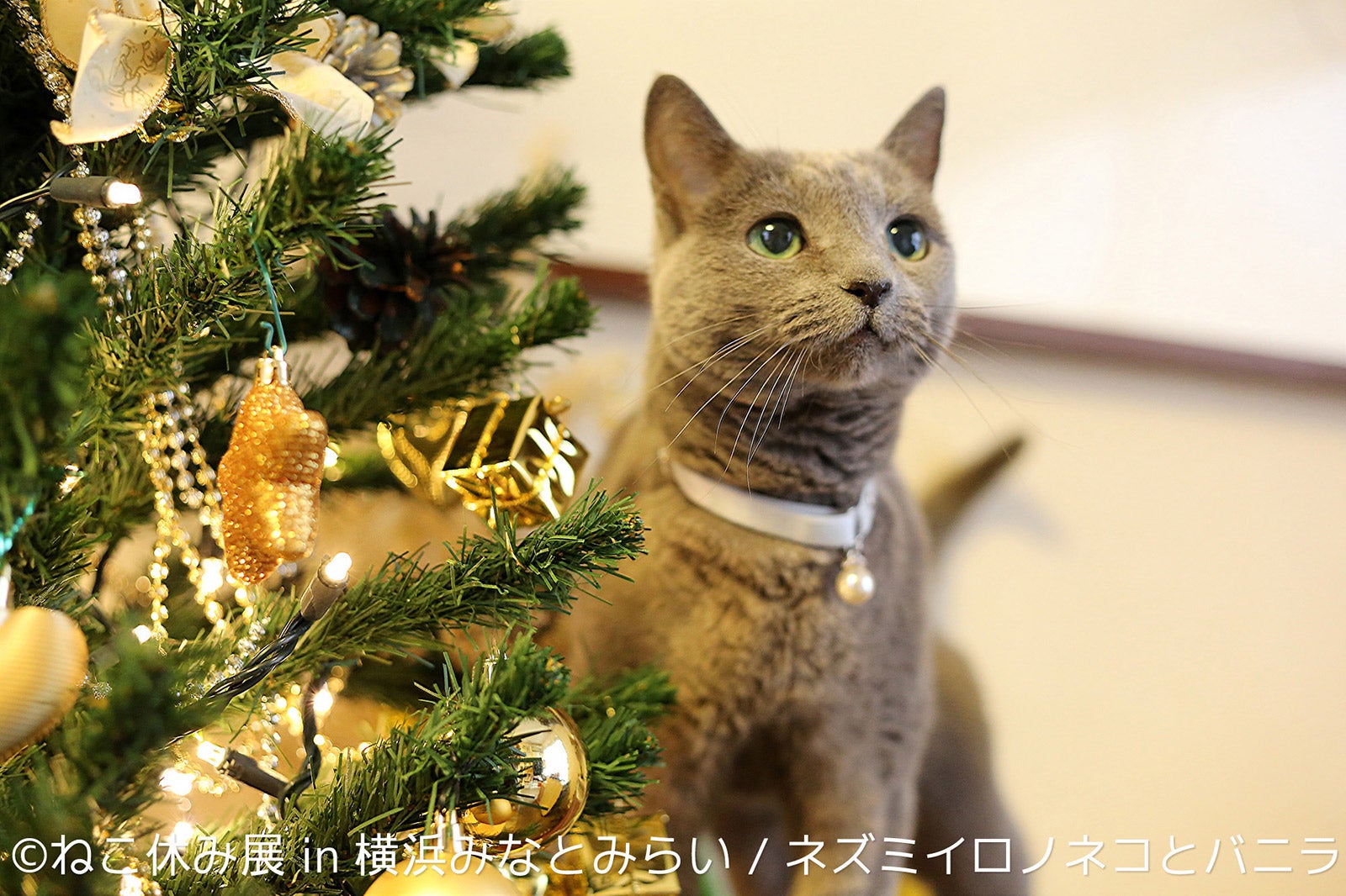 ねこ休み展／画像提供：株式会社BACON