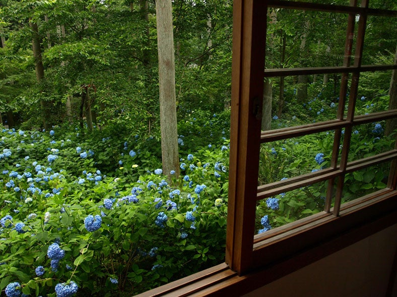 三千院のあじさい／hydrangea by merec0