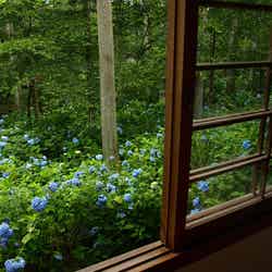 三千院のあじさい/hydrangea by merec0