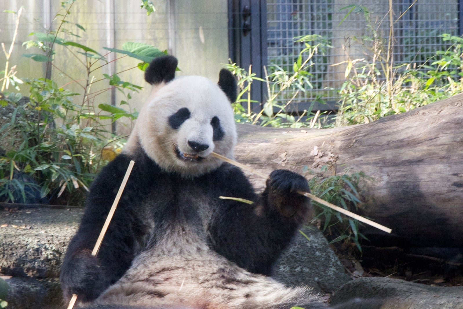 パンダで有名の上野動物園