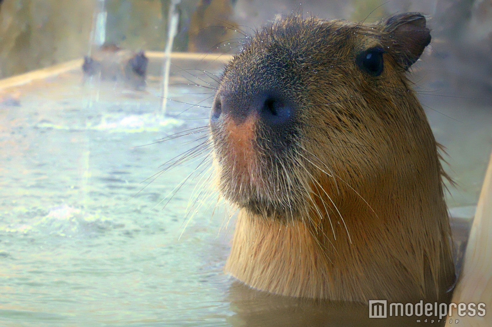 カピバラと一緒に混浴気分 もふもふ姿に癒やされる日本初の温泉が誕生 - モデルプレス