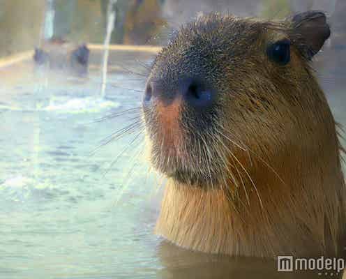 カピバラと一緒に混浴気分 もふもふ姿に癒やされる日本初の温泉が誕生
