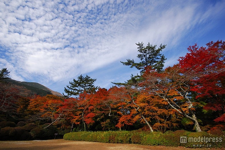 「蓬莱園」（見頃：11月上旬）