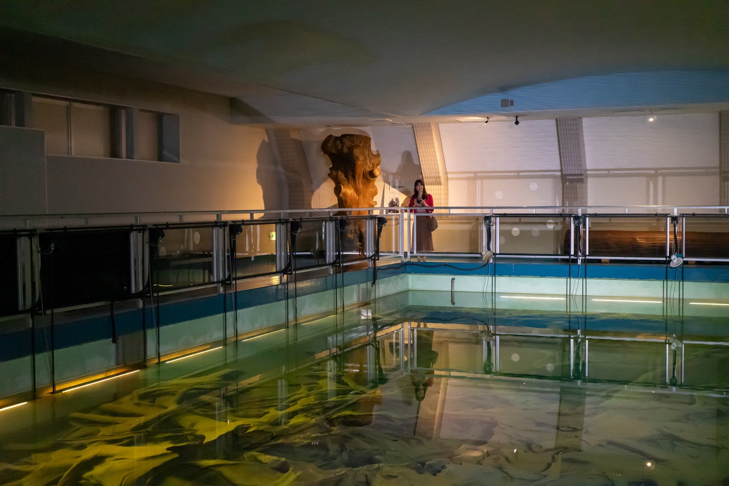 魚津埋没林博物館／提供画像