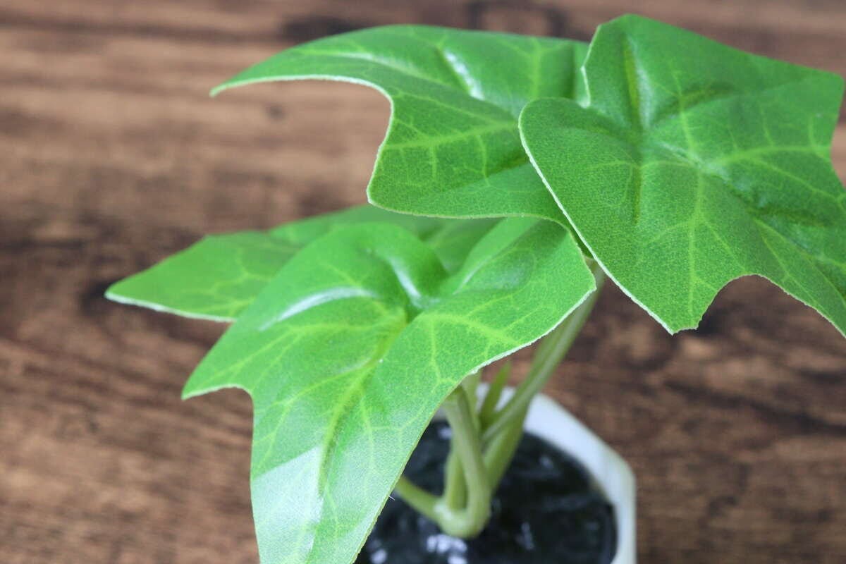 ダイソー　グリーンポット　植物