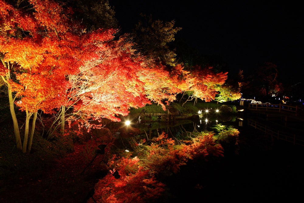 イルミネーションと紅葉のコラボ／画像提供：長島観光開発株式会社