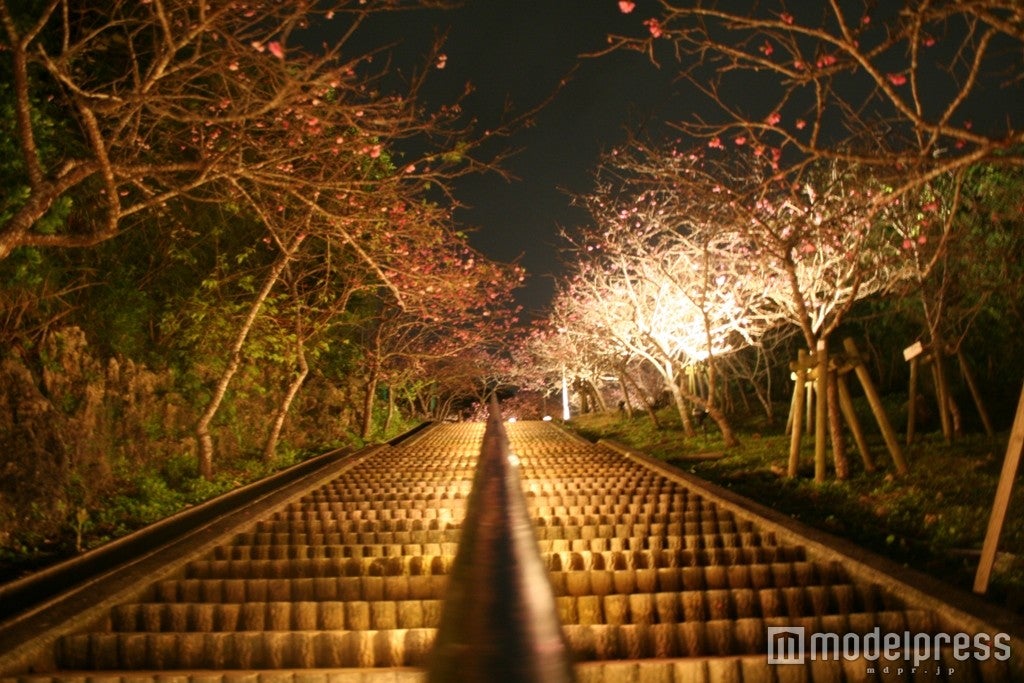 ライトアップ／画像提供：八重瀬町 企画財政課