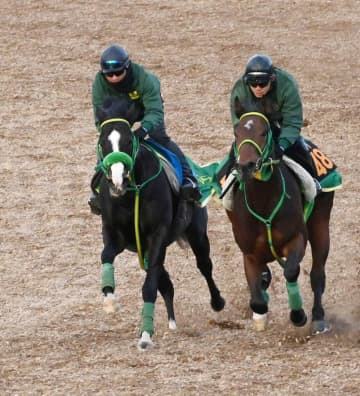 【プロキオンS】ブライアンセンス抜群 斎藤誠師「輸送込みで仕上がったと思う」 6歳迎え充実期「前で運べば差し切れる」