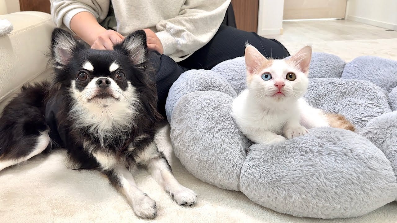 もちまる日記、保護している子猫の譲渡トライアルについて報告