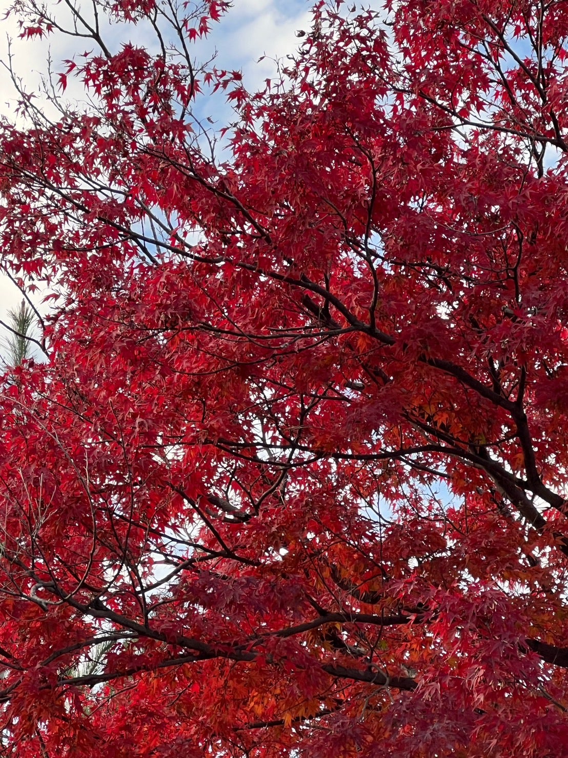 真帆「私の秋のおすすめスポット」（提供写真）