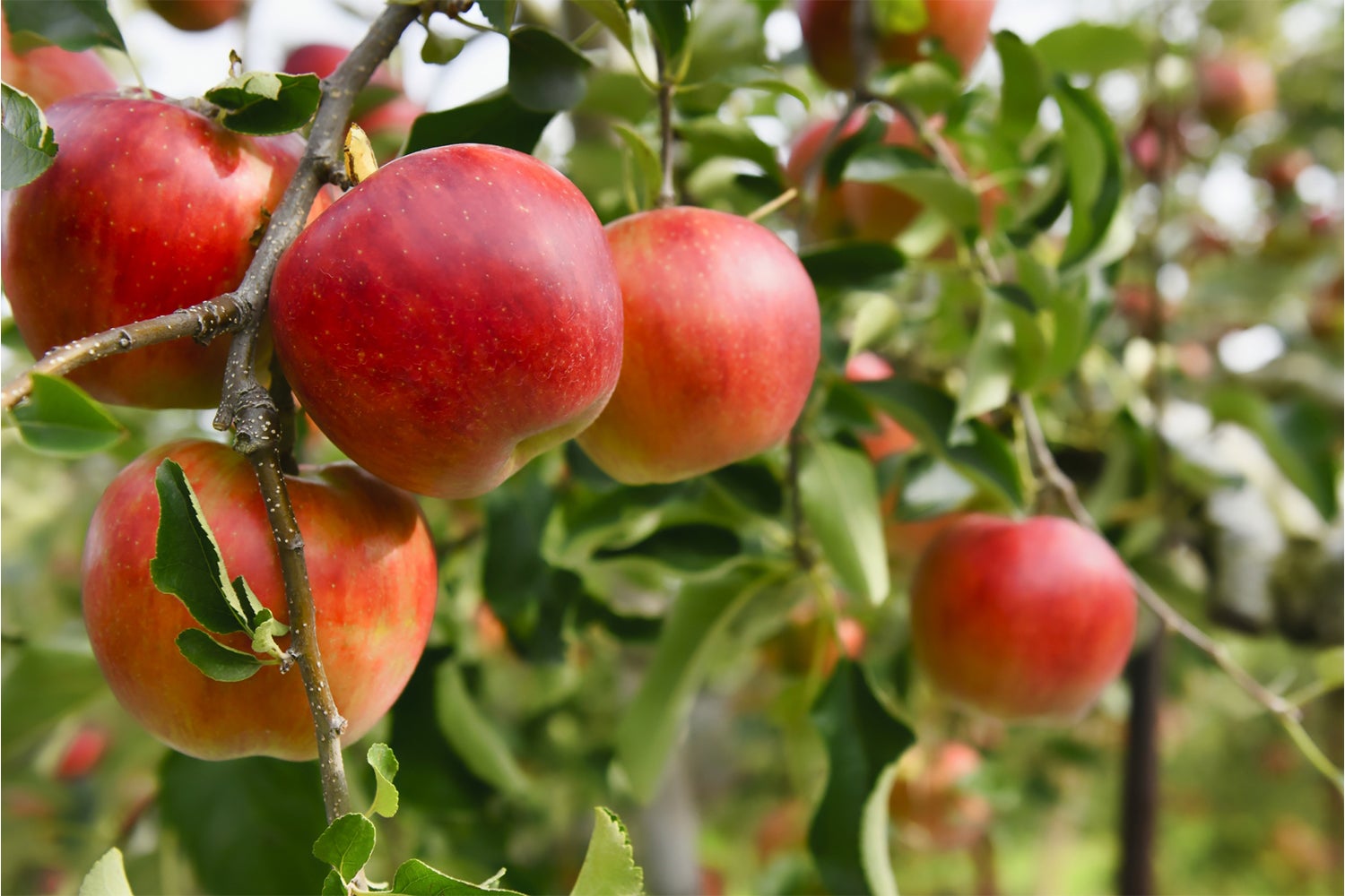 果樹園グランピングヴィラHARASAWA／画像提供：ブッキングリゾート