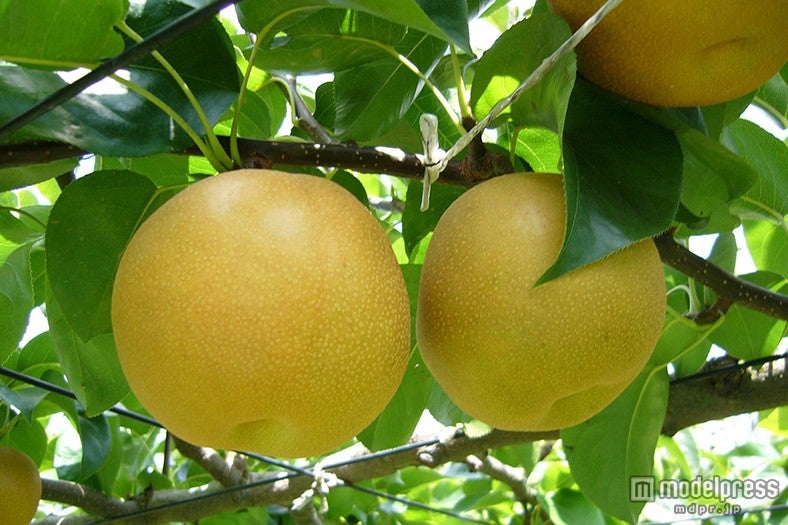 「かまたんのふるさと梨」facebook