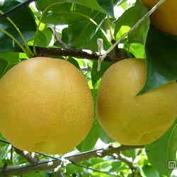 夏場に嬉しい効果がいっぱいの梨