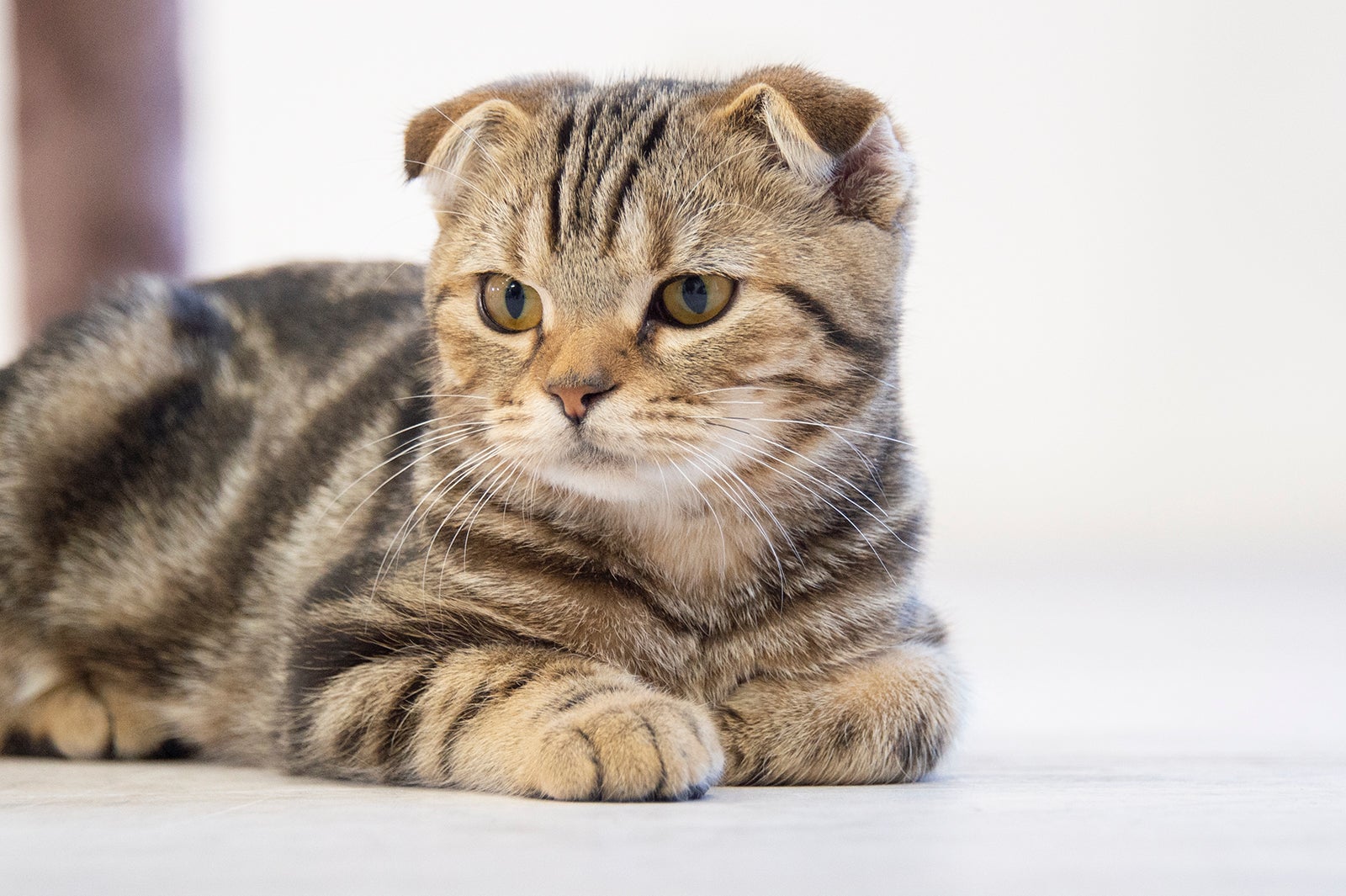 “猫様”うりぼう（C）テレビ大阪