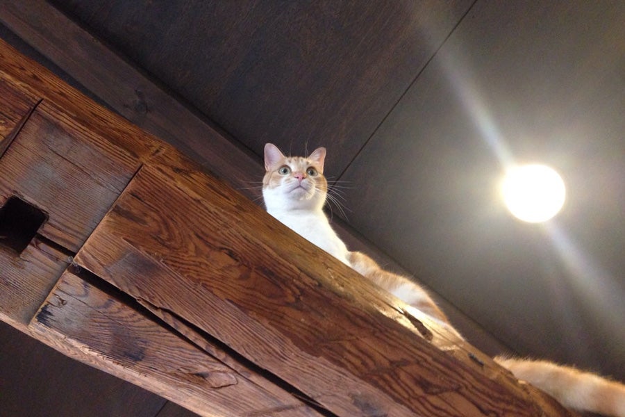 “シマ”ちゃん