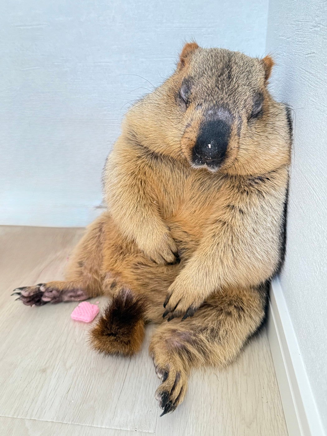 日本初のマーモットカフェ、東京・野方に誕生 可愛いふわふわマーモットたちがお出迎え