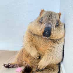 寝落ちするヒマラヤマーモット/マーモット村/提供画像