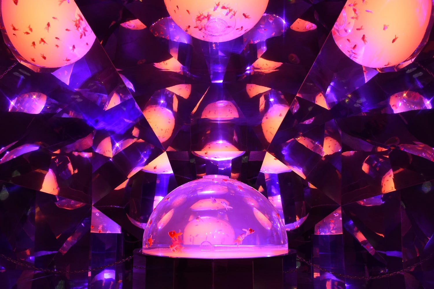 鏡の世界で金魚が舞い踊る「金魚万華鏡」が幻想的 北海道の新SNS映えスポットが話題