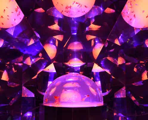 鏡の世界で金魚が舞い踊る「金魚万華鏡」が幻想的 北海道の新SNS映えスポットが話題