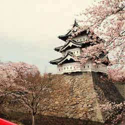 「弘前公園」弘前城と桜／Photo by y_katsuuu
