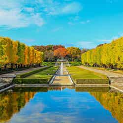 昭和記念公園で「黄葉・紅葉まつり&秋の夜散歩2026」開催 光と音楽の演出も息をのむ美しさ