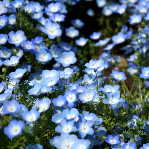 青い花の種類と花言葉16選 色だけじゃない 込められた美しい言葉をご紹介 モデルプレス