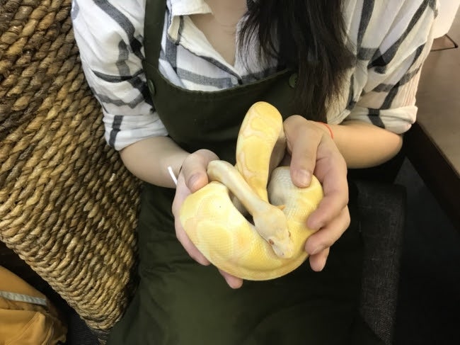 爬虫類カフェらぷとる／画像提供：合同会社ゴアナ